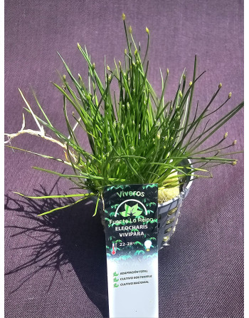 Eleocharis vivipara