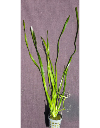 Vallisneria spiralis hoja recta 35 45 cm