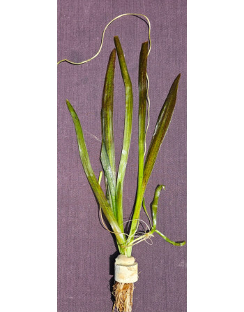 Vallisneria Gigantea 35 45cm