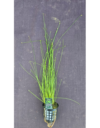 Eleocharis acicularis 25-40cm