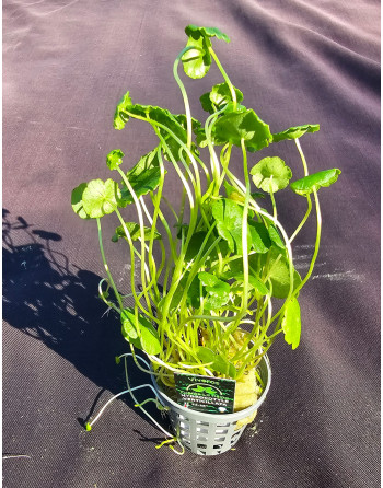 Hydrocotyle verticillata