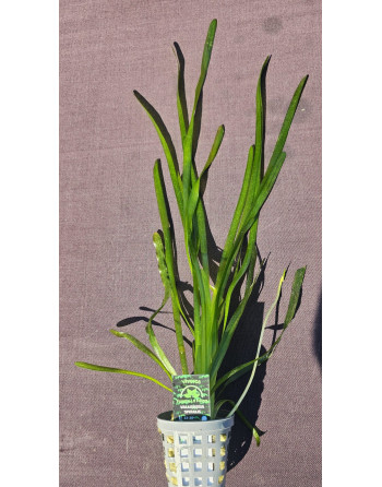 Vallisneria spiralis hoja recta maceta .30-50 cm