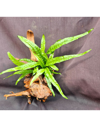 Microsorum pteropus en tronco 10 20 cm