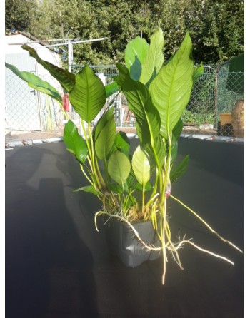 Planta madre Anubia heterophylla big de 25 a 30cm