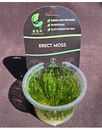 MUSGO ERET MOSS 100ML
