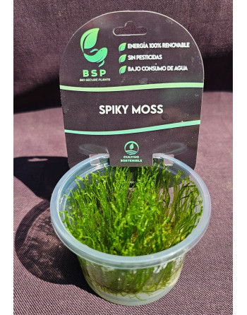 MUSGO SPIKY 100ML