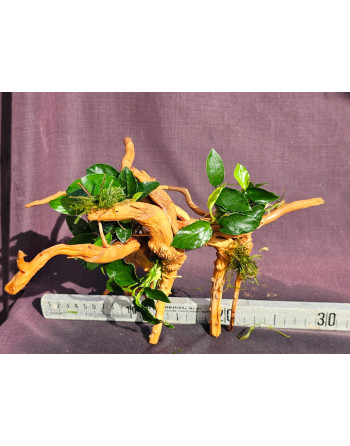 Anubia en raíz 25 a 35 cm