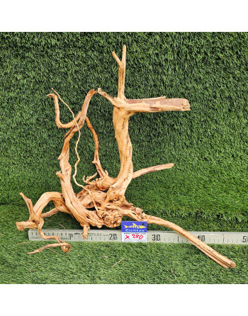 Raiz Roja 40 a 45 cm