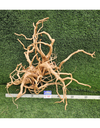 Raiz Vermelha de 60 a 80 cm - 1,5 a 2 kg