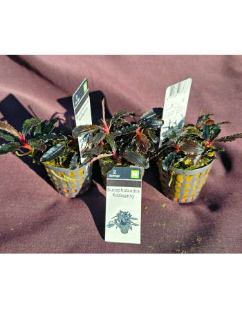 Bucephalandra Kedagang
