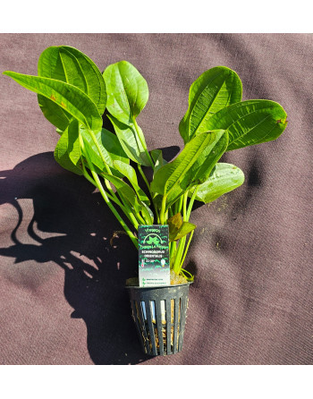 Echinodorus Oorientalis 20 30 cm