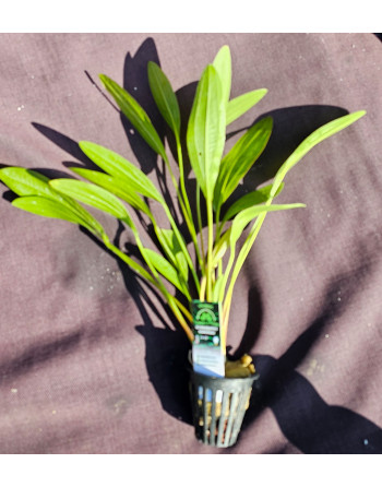 Echinodorus Horemani 30 40 cm