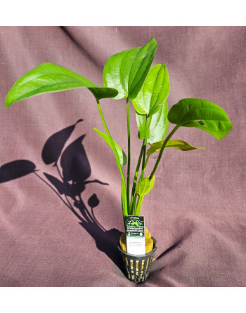 Echinodorus Grandiflorus 30 40 cm