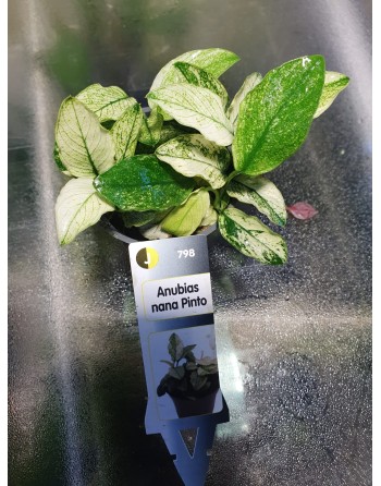 Anubia nana Pinto