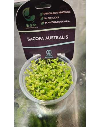 bacopa australis tarrina