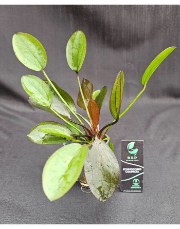 echinodorus compacta