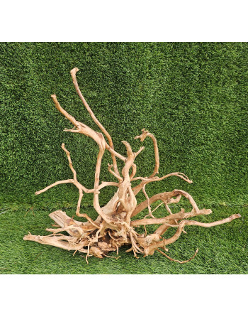 Red Root 55 to 65 cm
