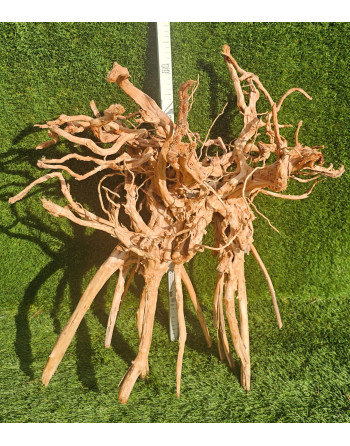 Raiz Vermelha de 60 a 80 cm - 1,5 a 2 kg