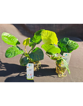 Anubia barteri big hoja grande  15 .20 cm pack 2 unidades