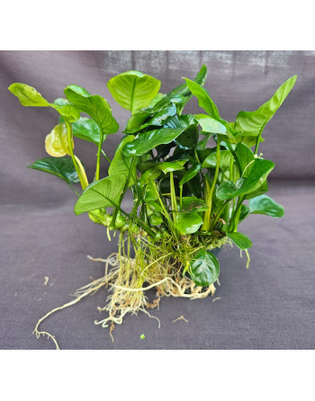 Anubia golden coin leaf 20-30 cm