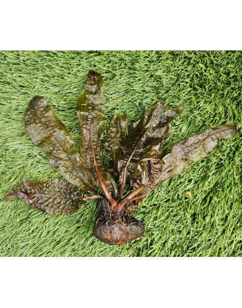 Planta flotante con bulbo apogostemon 5-10 cm