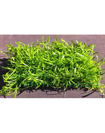 Alfombra tapizante Lilaeopsis nueva zelanda 16 x 11cm