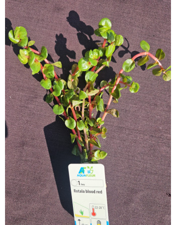 Rotala blood red