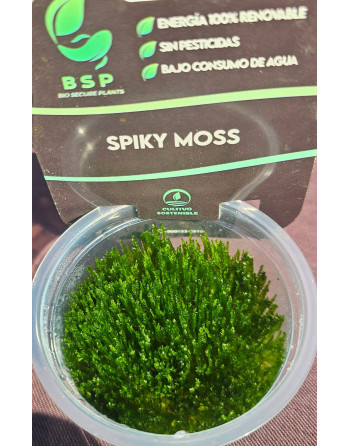 MUSGO SPIKY 100ML