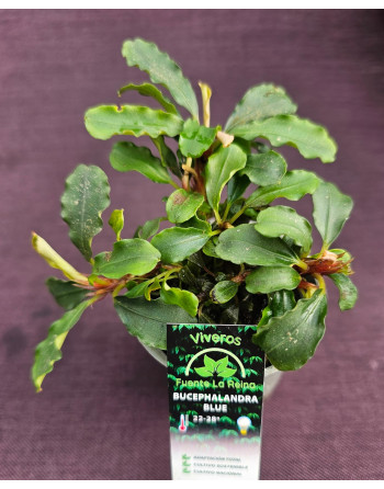 Bucephalandra blue
