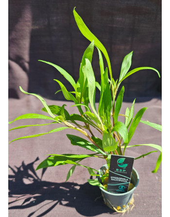 Hygrophila  salicifolia