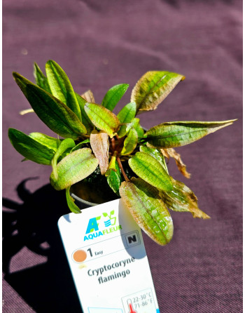 Cryptocoryne flamingo