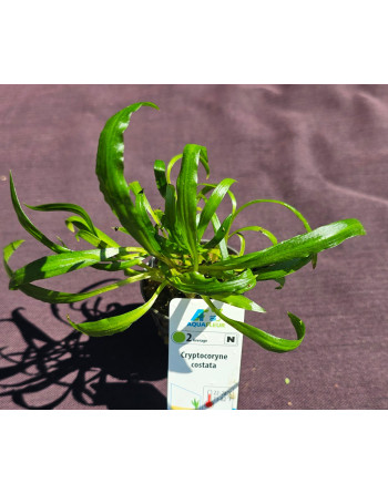 Cryptocoryne costata