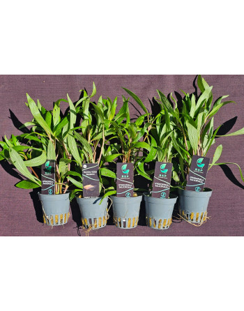 Hygrophila Salicifolia pack 5 unidades