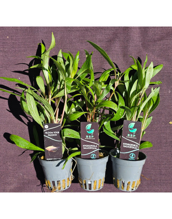 Hygrophila Salicifolia pack 3 unidades