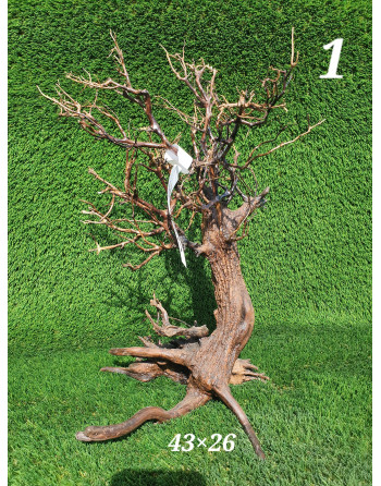 Bonsais madera natural xl