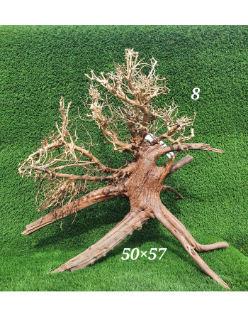 Bonsais madera natural xxl