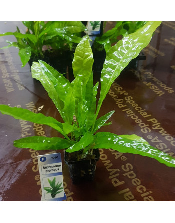 Microsorum pteropus (Helecho de Java) nacional
