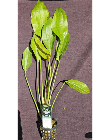 Echinodorus rosae xl 45-50cm