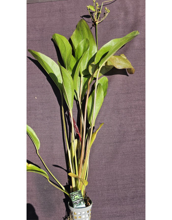 Echinodorus reni xl 50-60cm