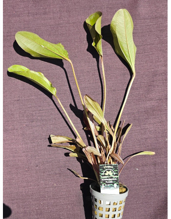 Echonodorus flame 35-40 cm