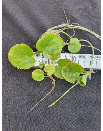 Planta flotante limnobium XL de 4 a 7cm