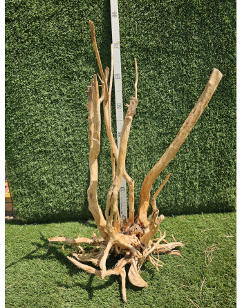 Red Root de 60 a 80 cm