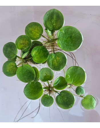 Planta flotante limnobium XXL de 12-15cm