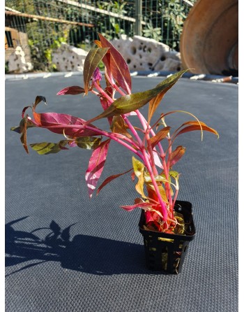 Alternanthera rosefolia