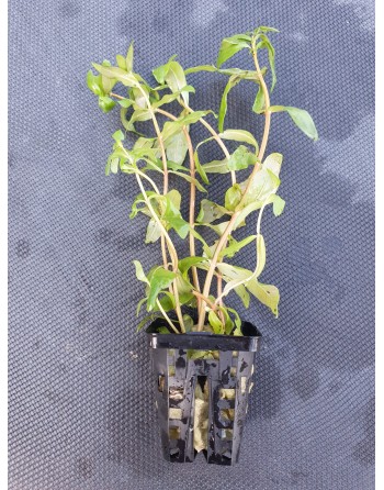 Ammania gracilis Green