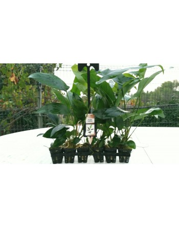 Anubia hastifolia 15-20 cm pack 5 unidades