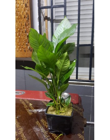 planta-mãe anubia heterophylla 30-40 cm pacote 2 unidades