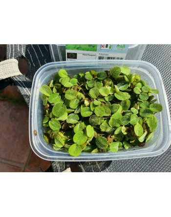 Salvinia natans planta flutuante terrina 175 ml pacote 5...