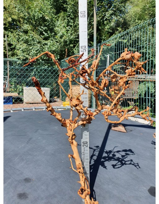 Aquarium branches thailand tree 40 to 60 cm