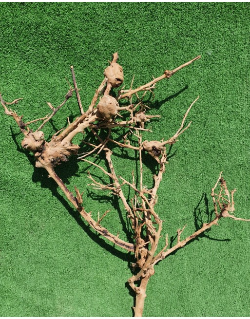 Aquarium branches thailand tree 30 to 40 cm